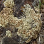 Lecanora phaedrophthalma