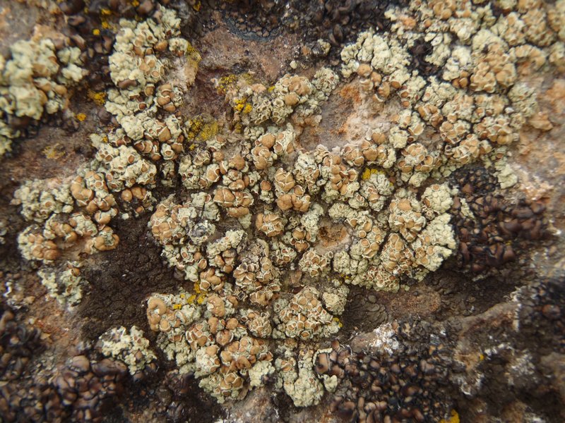 Lecanora phaedrophthalma