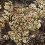 Lecanora phaedrophthalma