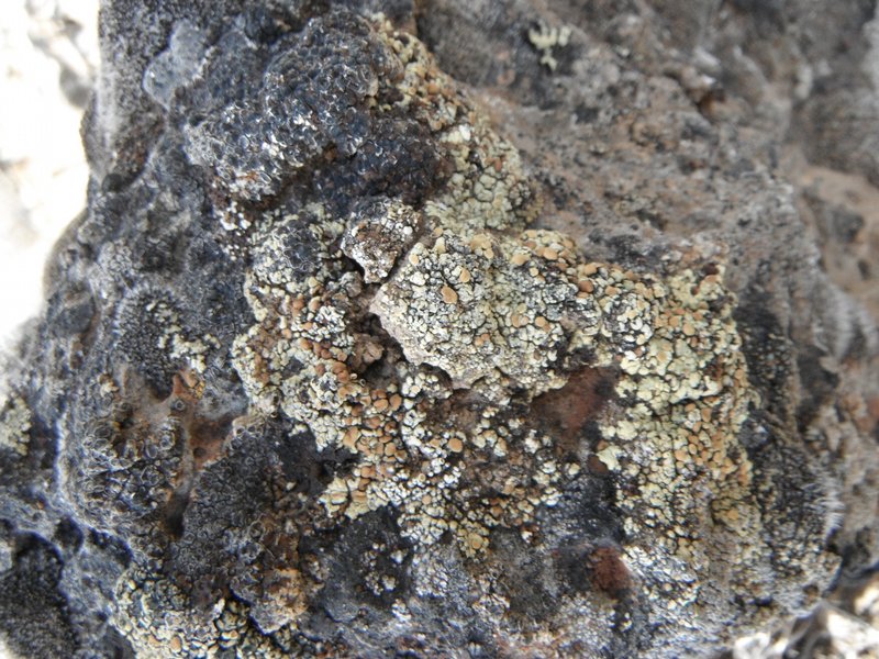 Lecanora phaedrophthalma