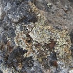 Lecanora phaedrophthalma