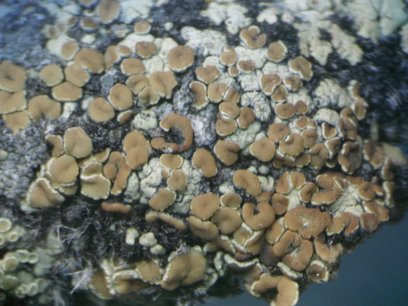 Lecanora phaedrophthalma