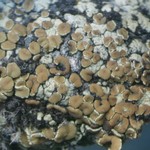 Lecanora phaedrophthalma