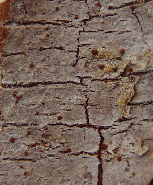 Lecanora phaeostigma