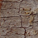 Lecanora phaeostigma