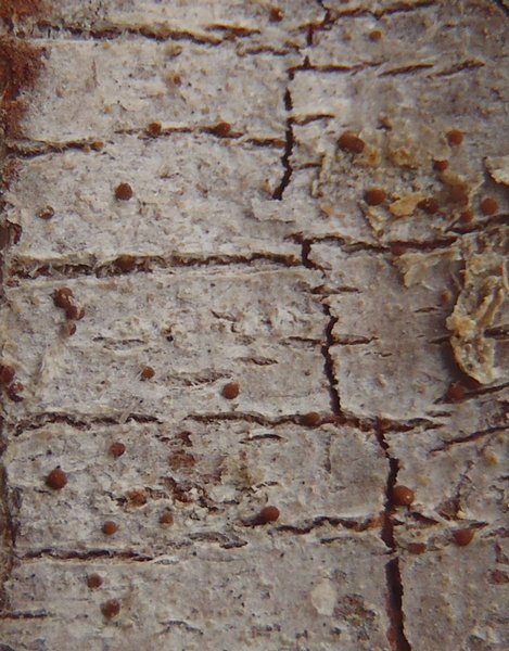 Lecanora phaeostigma