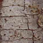 Lecanora phaeostigma