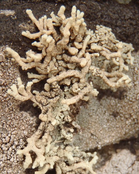 Lecanora phryganitis