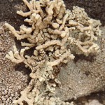 Lecanora phryganitis