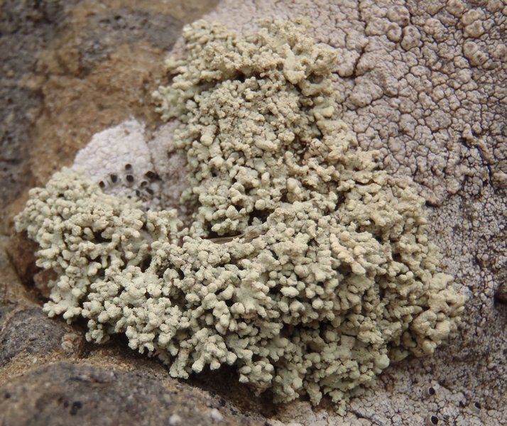 Lecanora phryganitis