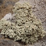Lecanora phryganitis