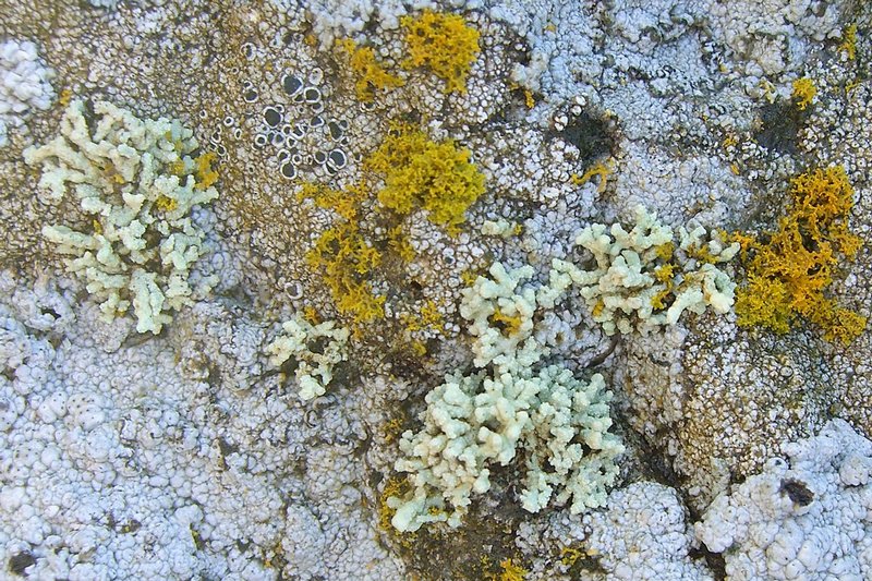 Lecanora phryganitis