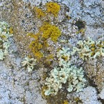 Lecanora phryganitis