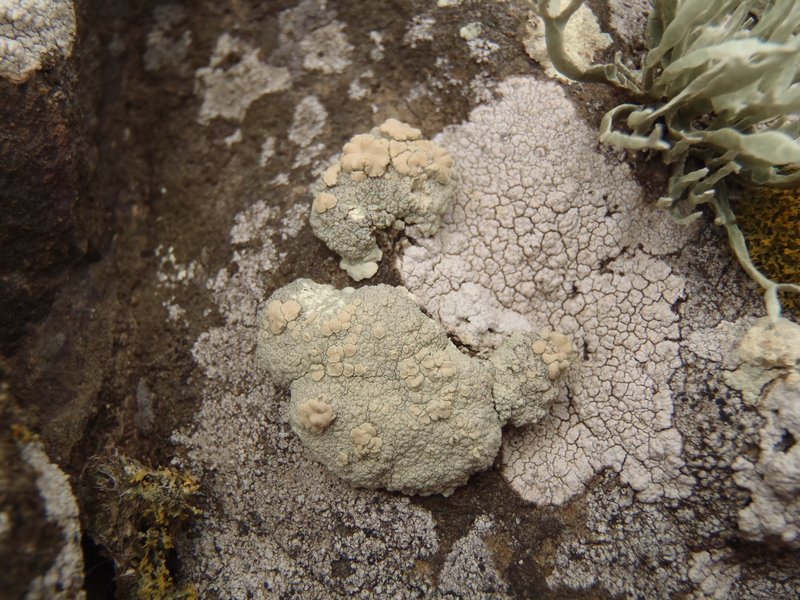 Lecanora pinguis