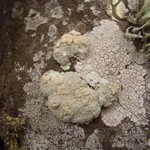 Lecanora pinguis