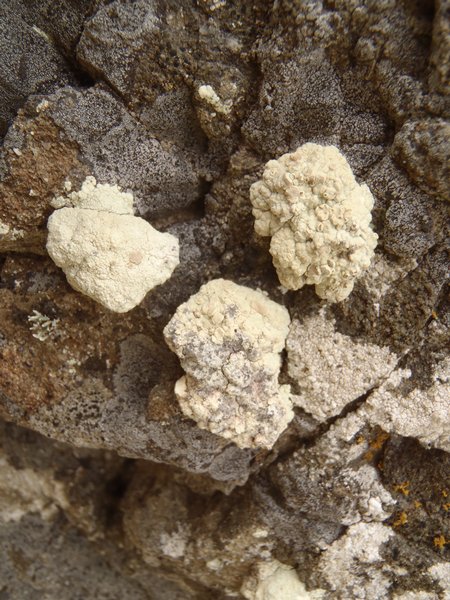 Lecanora pinguis