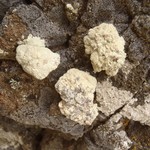 Lecanora pinguis