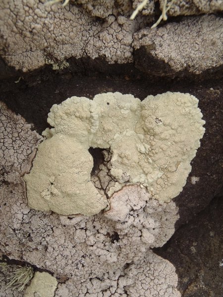 Lecanora pinguis