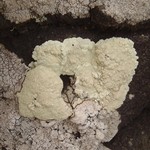 Lecanora pinguis