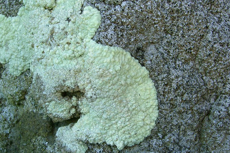 Lecanora pinguis