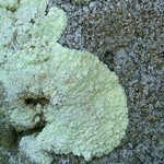 Lecanora pinguis