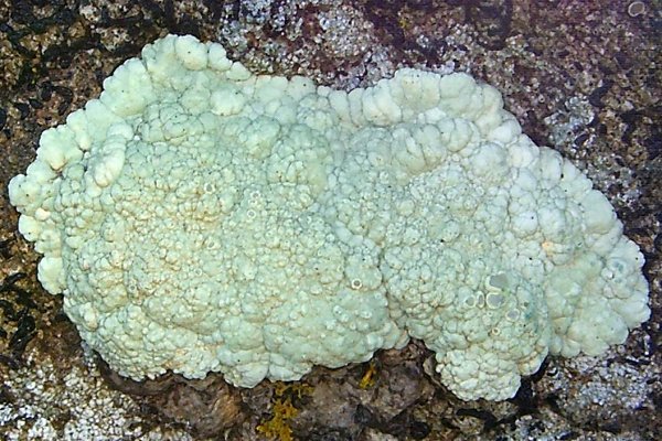 Lecanora pinguis