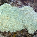 Lecanora pinguis