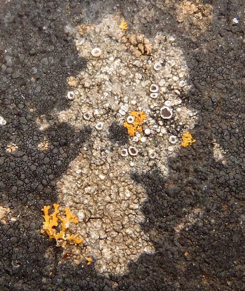 Lecanora poliophaea