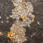 Lecanora poliophaea