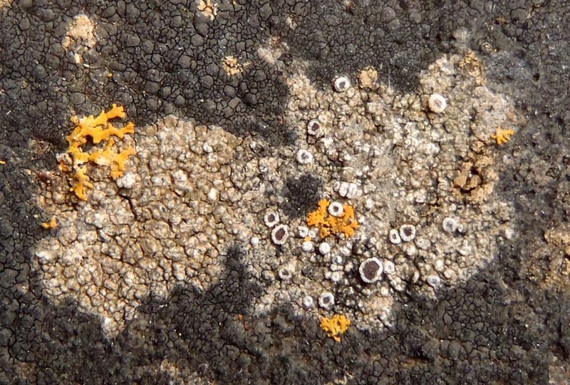 Lecanora poliophaea