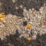 Lecanora poliophaea