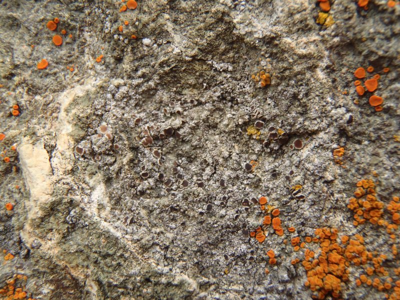 Lecanora poliophaea