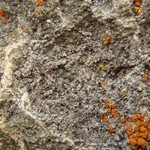 Lecanora poliophaea