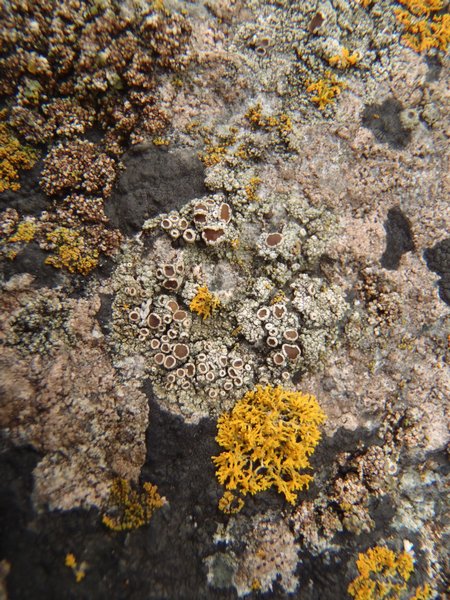 Lecanora poliophaea