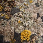Lecanora poliophaea