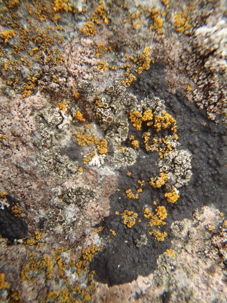 Lecanora poliophaea