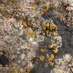 Lecanora poliophaea