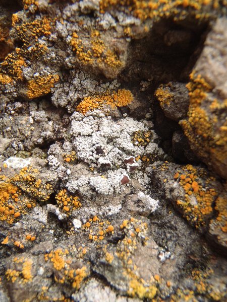 Lecanora poliophaea