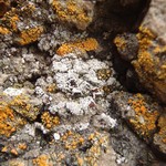 Lecanora poliophaea