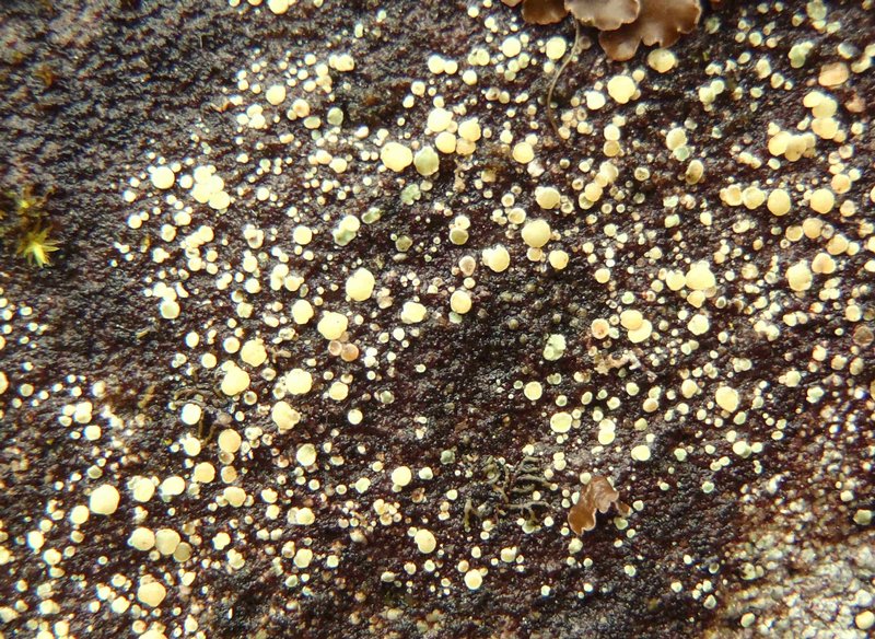 Lecanora polytropa