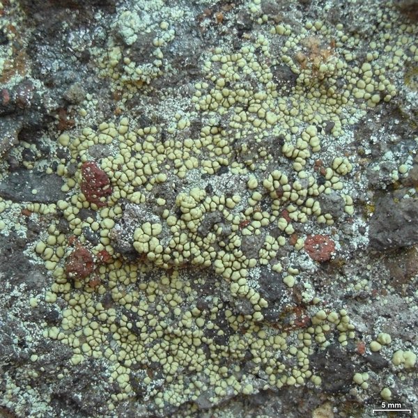 Lecanora polytropa