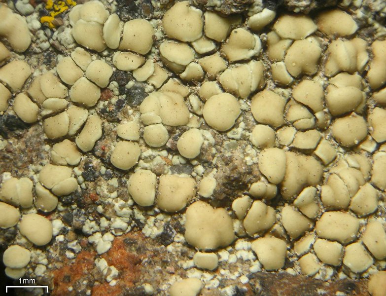 Lecanora polytropa