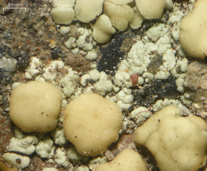 Lecanora polytropa