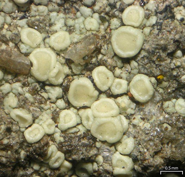 Lecanora polytropa