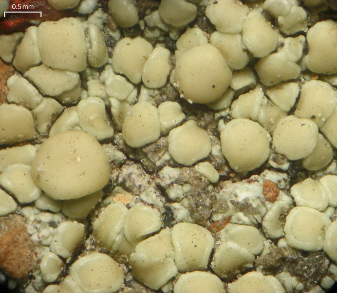 Lecanora polytropa