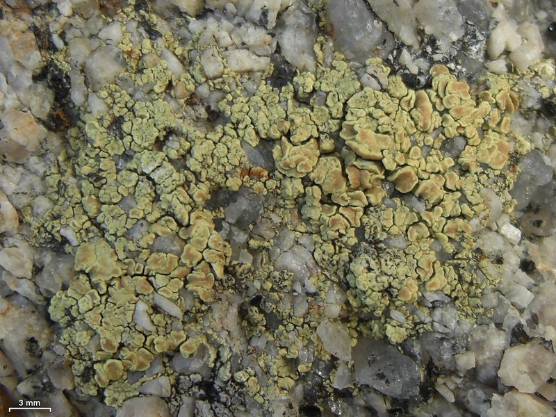 Lecanora polytropa