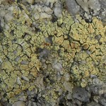 Lecanora polytropa