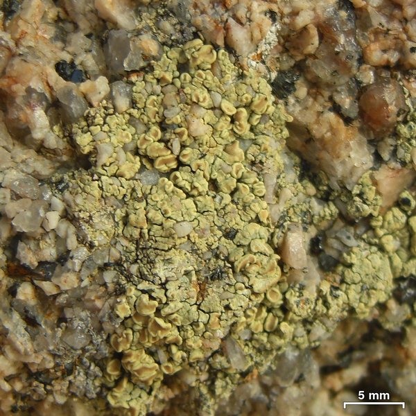 Lecanora polytropa