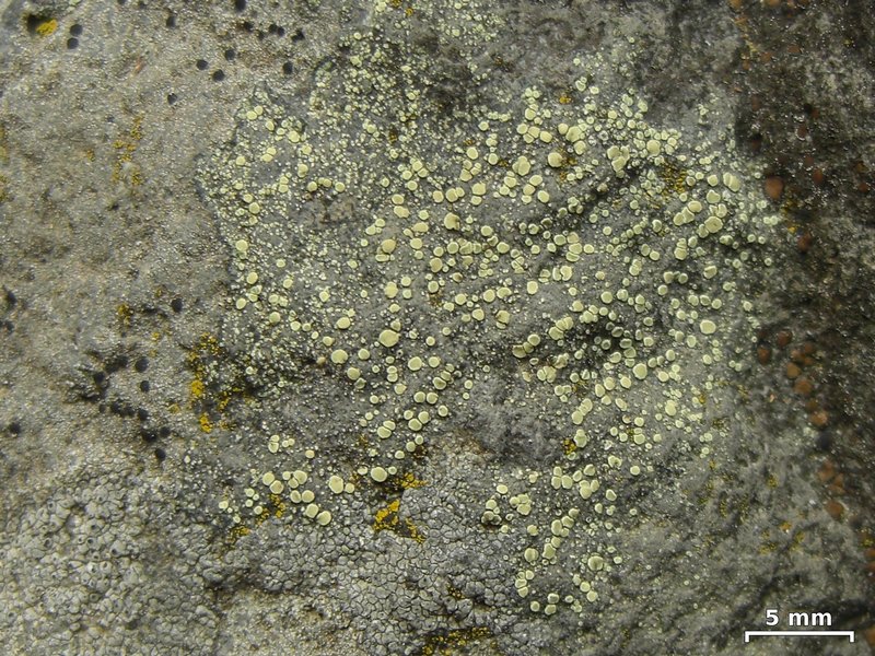 Lecanora polytropa