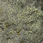 Lecanora polytropa